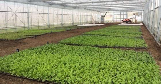 Promoting employment of people with disabilities in the community